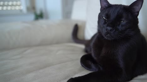 Eine-Schwarze-Katze-Sitzt-Auf-Einem-Weißen-Ledersofa-In-Einem-Wohnzimmer