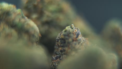 Una-Toma-Macro-Detallada-De-Una-Planta-De-Cannabis,-Cepas-Híbridas-De-Naranja,-Sativa-Giratoria,-Flor-De-Marihuana,-Full-Hd,-Cámara-Súper-Lenta,-120-Fps,-Iluminación-De-Estudio-Profesional,-Movimiento-De-Expulsión