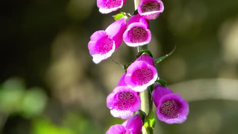 Digitalis-with-open-blooms-moving-gently-in-the-wind