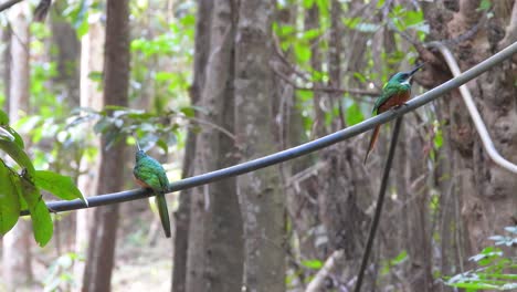 Paar-Rotschwanz-Glanzvögel,-Die-Auf-Einem-Ast-In-Den-Regenwäldern-Kolumbiens-Thront