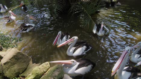 Schwarm-Australischer-Pelikane-Schwimmt-In-Einem-See