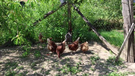 Muchas-Gallinas-Rojas-En-Un-Día-De-Verano-En-El-Pueblo.