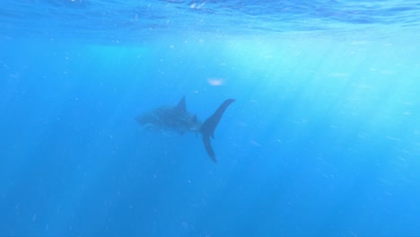 Gopro-Zeitlupe-Hinter-Einem-Walhai,-Der-Unter-Wasser-Im-Ozean-Schwimmt