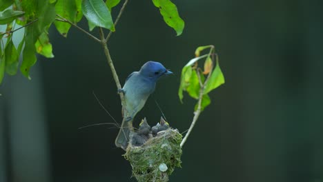 Drei-Junge-Schwarznacken-Monarchvögel-Waren-Noch-In-Ihrem-Nest,-Dann-Kam-Ihre-Mutter,-Um-Sie-Zu-Füttern,-Und-Ging-Dann-Zurück,-Um-Nahrung-Zu-Suchen