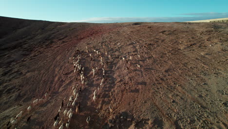 Aerial-view-of-a-flock-of-sheep-and-goats-running-through-desert-mountains