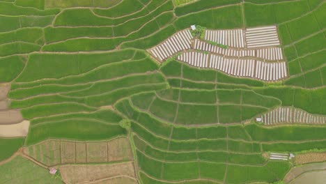 Endless-rice-fields-growing-in-Indonesia,-aerial-top-down-view
