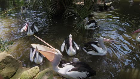 Extended-hand,-whose-finger-is-pointing-directly-at-a-group-of-Australian-pelicans-is-peacefully-swimming-in-a-pond