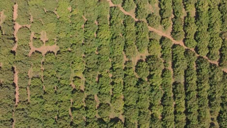 TOP-DOWN-VIEW-OF-AVOCADO-FIELDS-IN-MICHOACAN-1