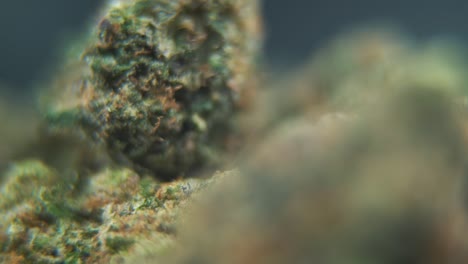 Eine-Vertikale-Makro-Detailaufnahme-Einer-Cannabispflanze,-Hybrider-Orangensorten,-Rotierender-Sativa,-Marihuanablüte,-Full-HD,-Super-Zeitlupe,-120 fps,-Professionelle-Studiobeleuchtung,-Push-In-Bewegung