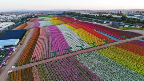 Colorida-Vista-Aérea-De-Los-Campos-De-Flores-De-Carlsbad-En-Plena-Floración,-California.