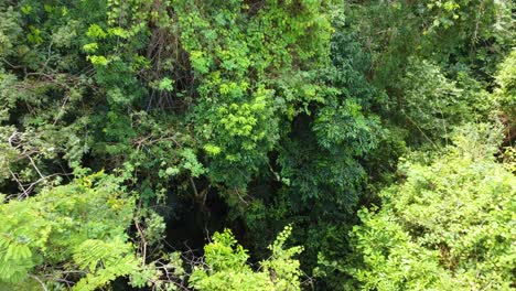 Increíble-Naturaleza-Encontrada-En-El-Bosque