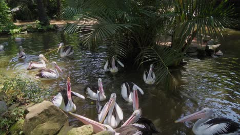 Australischer-Pelikan-Auf-Dem-Seewasser-Eines-öffentlichen-Parks-Mit-Offenem-Schnabel,-Der-Fisch-Frisst