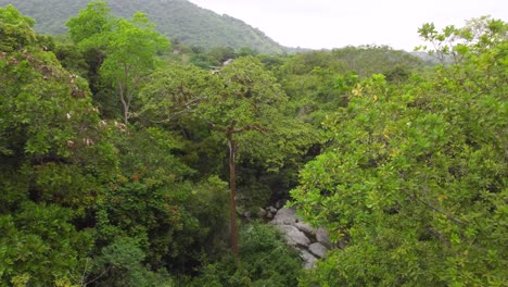 Birdseye-view-as-it-flies-through-the-fresh-greens-foliage-of-the-Colombian-rainforest-in-Santa-Marta