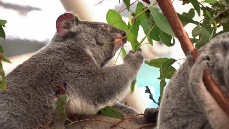 Un-Koala-Hambriento,-Phascolarctos-Cinereus,-Busca-Activamente-Alimento-En-Un-árbol,-Extiende-Su-Brazo-Para-Alcanzar-Hojas-De-Eucalipto-Y-Mascarlas,-Primer-Plano