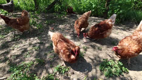 Muchas-Gallinas-Rojas-En-Un-Día-De-Verano-En-El-Pueblo.