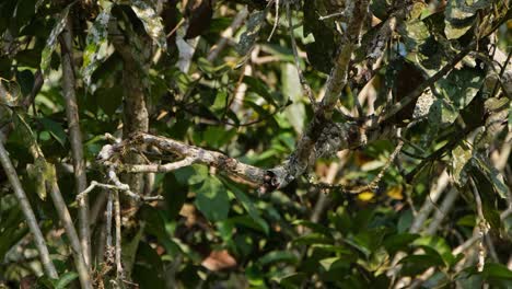 Seen-within-the-foliage-of-a-tree-looking-for-its-prey-then-flies-away-to-also-return-showing-its-back,-Ashy-Drongo-Dicrurus-leucophaeus