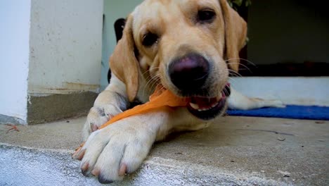 Tiempo-De-Juego-Del-Cachorro-Labrador-Retriever-|-Adorable-Video-De-Archivo-Para-Entusiastas-De-Las-Mascotas
