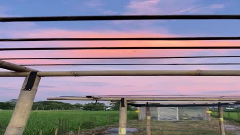 Vertikales-Video-Der-Sonnenuntergangszeit-Auf-Dem-Ackerland-In-Einem-Tropischen-Land
