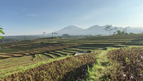 Best-footage-video-of-terrace-ricefarm-in-Bali