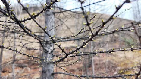 The-video-shows-spring-buds-emerging-on-tree-branches