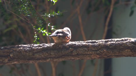Cute-little-zebra-finch-or-chestnut-eared-finch,-taeniopygia-guttata-spotted-perching-on-tree-branch-and-wondering-around-it-surrounding-environments,-close-up-shot