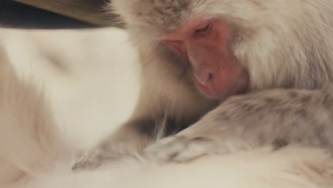 Primer-Plano-De-Mono-De-Nieve-O-Macaco-Japonés