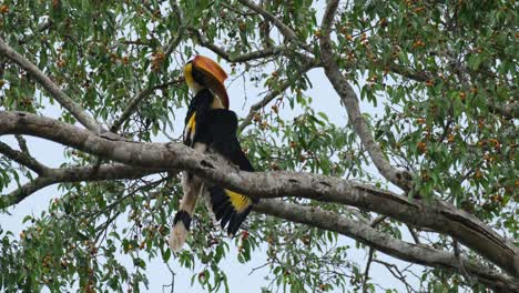 Visto-Acicalándose-Su-Ala-Derecha-Y-Luego-Mira-A-Su-Alrededor-Mientras-Está-Encaramado-En-Lo-Alto,-Gran-Cálao-Buceros-Bicornis