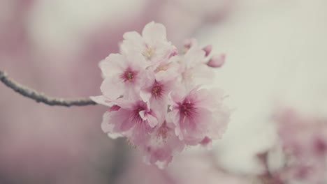 Detail-View-Of-Sakura-Flowers-On-The-Tree-In-The-Park-In-Tokyo,-Japan