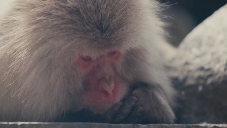 Cerrar-La-Cabeza-De-Macaco-Japonés