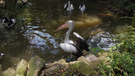 Flock-of-Australian-pelicans-in-a-pond