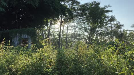 4K-Video:-Die-Besten-Aufnahmen-Eines-Hinterhofs-Mit-Einer-Alten-Ruine-Eines-Verlassenen-Gebäudes-Im-Wald