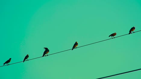 Ravens-Perching-On-Electrical-Cable-Wire-Against-Green-Sunset-Sky