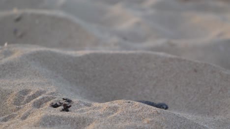 Tortuga-Bebé-Caminando-Sobre-Montículos-De-Arena-Moviéndose-Hacia-El-Agua-En-Primer-Plano