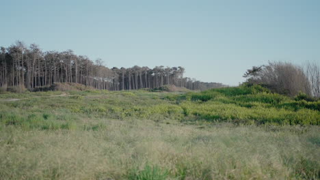 Expansive-grassy-field-leading-to-a-forest-edge-under-a-clear-blue-sky-at-Ovar-Beach,-Portugal