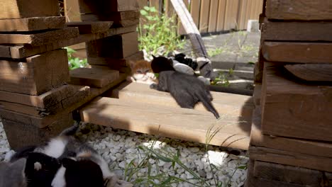 A-litter-of-young-cats-playing-in-the-garden-on-a-sunny-day