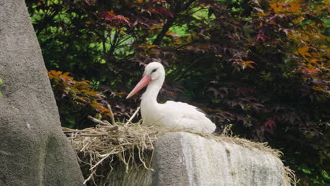 Westlicher-Weißstorch-(Ciconia)-Brütet-Im-Frühjahr-Eier-In-Einem-Nest-Auf-Einer-Klippe-Aus