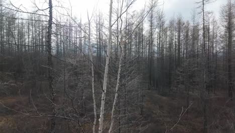 birch-tree-in-early-spring-in-the-forest-of-Yakutia,-still-dormant-after-winter