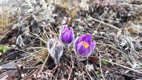 El-Vídeo-Muestra-La-Campanilla-Blanca-De-Yakutia-Floreciendo-Entre-La-Hierba-Seca-Y-El-Suelo.