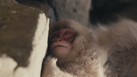 Joven-Macaco-Japonés-O-Mono-De-Nieve-Descansando---Cerrar