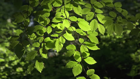 Evening-sunlight-casts-shadows-in-dappled-light-on-the-fresh-green-growth-of-Beech-tree-leaves-in-a-dark-woodland-in-Worcestershire,-England