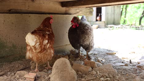 Viele-Rote-Hühner-An-Einem-Sommertag-Im-Dorf