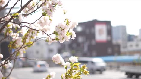 Sakura,-Flores-De-Cerezo-Japonesas,-Flor-De-Cerezo-Rosa,-Flores,-Ciudad-De-Kyoto