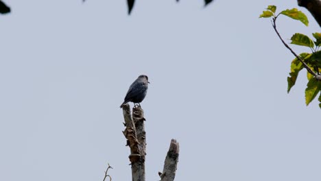 Seen-on-top-of-a-broken-branch-as-it-looks-around-with-a-lovely-blue-sky-as-a-background,-Blue-Rock-Thrush-Monticola-solitarius-Male