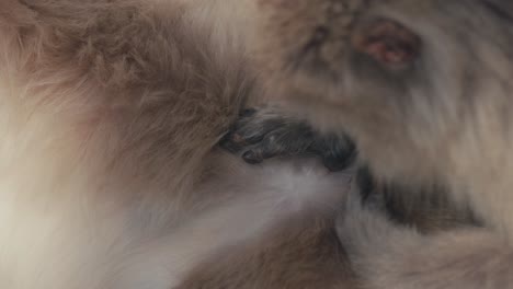 Snow-Monkey-Mother-Picking-And-Eating-Lice-On-Her-Infant