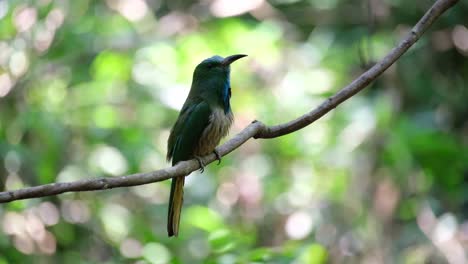 Camera-zooms-in-while-this-bird-faces-to-the-right-while-chirping-and-perching-on-a-vine-in-the-forest,-Blue-bearded-Bee-eater-Nyctyornis-athertoni