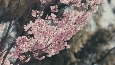 Flores-Rosadas-De-Cerezos-En-Flor-En-El-Parque-Durante-La-Primavera-En-Tokio,-Japón