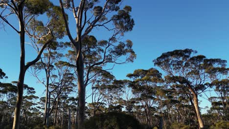 POV-walk-on-path-inside-Salmon-Gum-Tree-Forest-against-blue-sky-in-Western-Australia