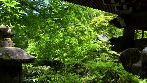 Slow-motion-push-in-toward-green-lush-forest-with-temple-silhouettes