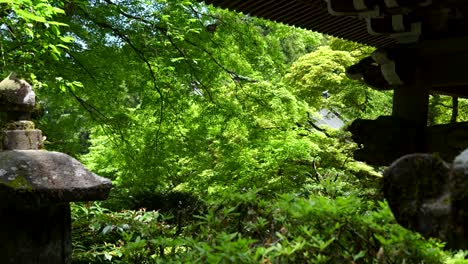 Zeitlupe-In-Richtung-üppiger-Grüner-Wald-Mit-Tempelsilhouetten