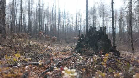 Beerensträucher-Und-Ein-Alter-Baumstumpf-Im-Frühlingswald-Von-Jakutien